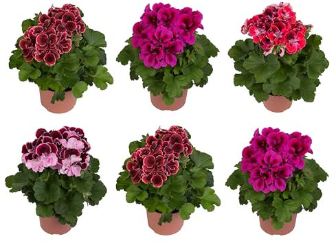 Seis Unidades de Pelargonium - Geranios Naturales - Plantas de Exterior