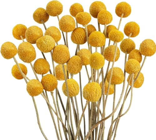 Zythrem 30Pcs Natural Dried Flowers Craspedia Billy Button Dried Flowers Yellow Golden Ball Flower Bouquet Boho Dried Floral Arrangements for DIY Crafts Wreath Cake Decor Wedding Home Table Vase