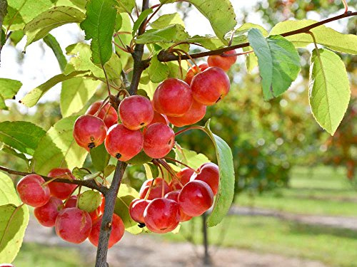 Zierapfel 'Red Sentinel' - Blüte weiß & rosa - Malus Red Sentinel - Containerware, 60-100 cm - Garten von Ehren®