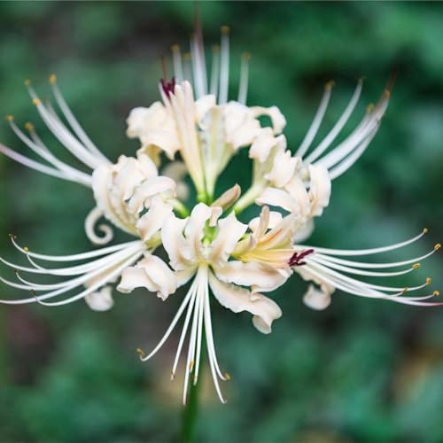 Lirio araña - Lycoris radiata balcón 4bulbos