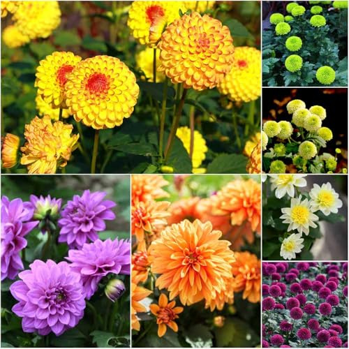 semi di dalia resistenti - giardino di giardino semi resistenti, Serie Rara 160pcs