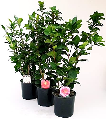 POWERS TO FLOWERS - CAMELIA JAPONICA a FIORE GRANDE PROFUMATE TRIS: ROSA, BIANCA E ROSSA XXL, vaso 20cm Diametro, altezza 70cm, piante vere