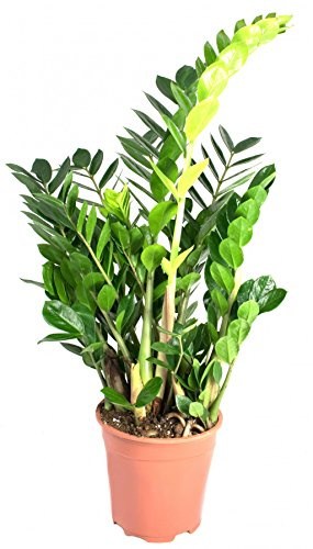 Zamioculcas Zamiifolia Pot de 17 plumes porte-bonheur 50 cm