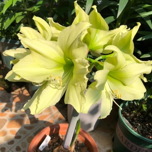 Amaryllis - Hippeastrum rutilum balcone con letti elevati copertura terreno resistenti giardino Bulbi di perenni resistenti all'inverno 2pcs