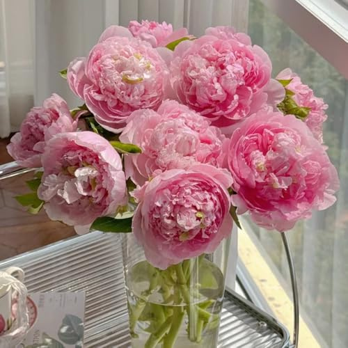 Bulbi di peonia, per luoghi soleggiati Peonia suffruticosa, esotiche resistenti copertura del terreno perenne rare 2pcs