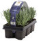 Bloomique - Juego de 12 – Lavandula Angustifolia – Lavanda resistente – Lavanda – Plantas de jardín resistentes al invierno – Perenne – Altura 10-20 cm