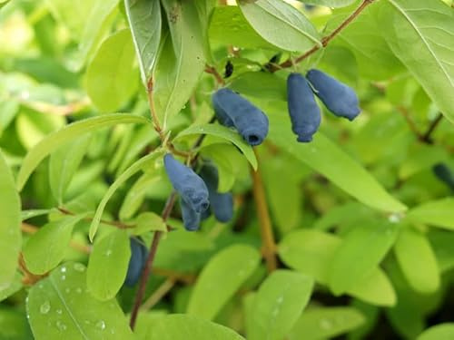 Eisbär, Sibirische Blaubeere/Maibeere, Lonicera kamtschatica, 40-60cm im Topf