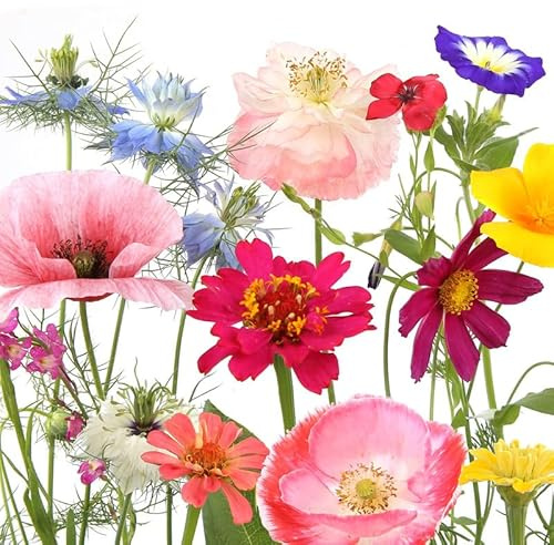 20 Servietten Blumen Wildblumen im Garten als Tischdeko. Papierservietten mit Motiv. Auch für Decoupage und Serviettentechnik 33x33cm