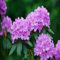 100 semillas de rododendro gigante morado