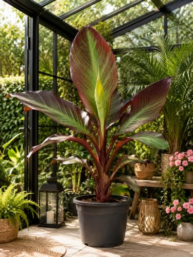 Rote Zierbanane Ensete ventricosum 'Maurelii' 40–60 cm – Rotblättrige Bananenpflanze, Abessinische Banane, exotische Kübelpflanze für Terrasse, Balkon, Wintergarten & Garten
