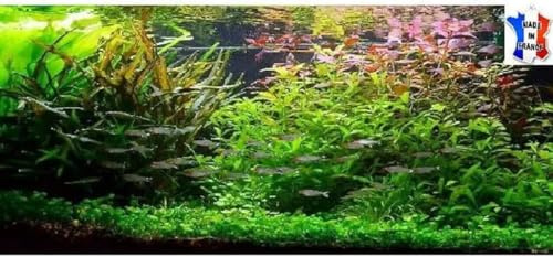 Lot plantes vivantes aquarium de 40 Plantes en 8 variétés à racines et tiges + 2 clado gratuites