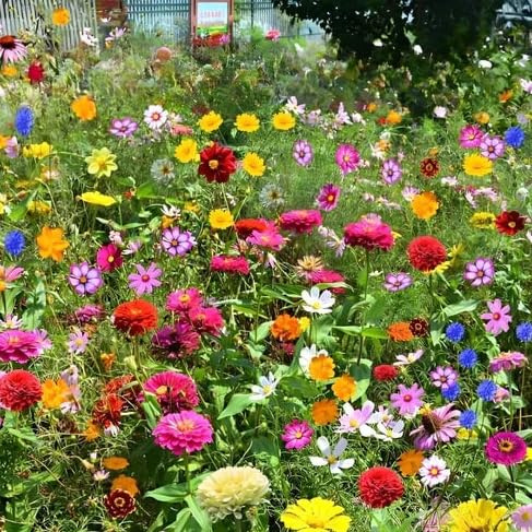 Semi Prato Fiori Selvatici – Circa 500 Semi Mix Colorato, Fiori Melliferi per Api e Farfalle, Facili da Coltivare, Ideali per Giardino, Balcone e Aiuole, Crescita Rapida