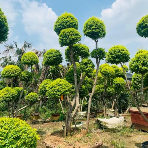 siepe di ligustro rare decorazioni giardino per esterni d'appartamento purificatrici d'aria ver appartamento resistenti in vaso stanza d'ombra 500semi
