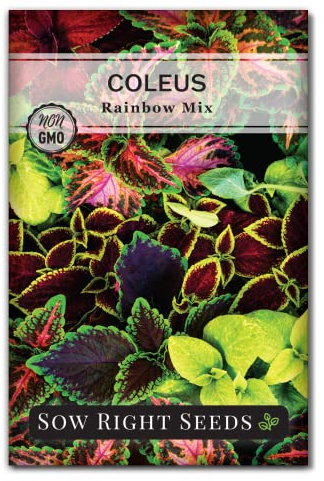 Sow Right Seeds - Rainbow Mix Coleus Seeds for Planting - Non-GMO Heirloom Variety - Vibrant Tropical Plant Blooms - Ideal for Gardeners, Easy to Grow - Indoor/Outdoor Use - Colorful Foliage (1)