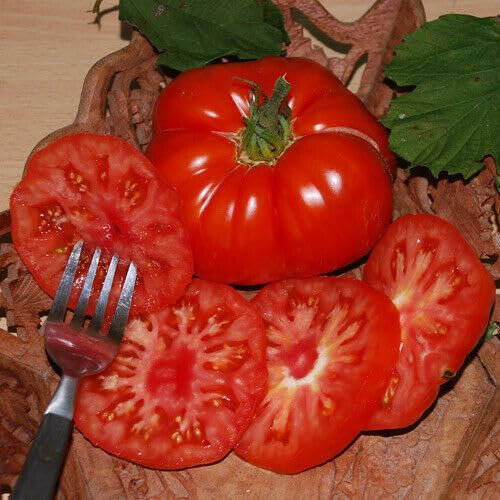 Buy4seeds 25 Super Marmande Precoce Italian Tomato Seeds Easy to Grow Garden
