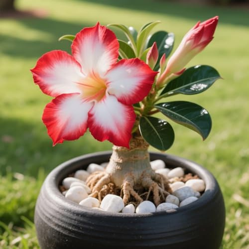 Rosa del deserto in Vasca: facile da coltivare e richiede poca manutenzione-D-1 Rhizome