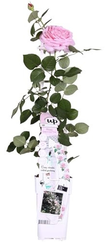 Rosier Crazy in Love 'Pink' - ↨65cm - Ø15 - arbuste fleuri extérieur