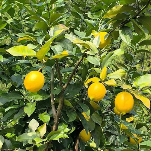 zitronenbaum - säulenobst bio hochbeete für garten balkonpflanzen pflanzensamen topfpflanzen draußen winterhart gartendeko für draußen balkongarten alte sorten zimmerbonsai 25samen