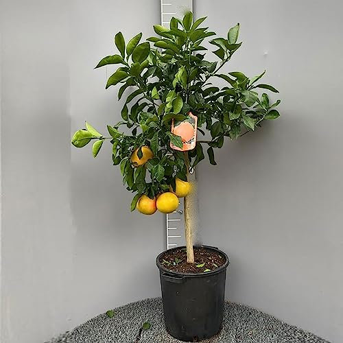 SAVINI VIVAI Planta de Pomelo, Árbol de Cítricos, Pomelo Rojo en Maceta de 35 cm Altura 150-180 cm 6-7 Años de Injerto,