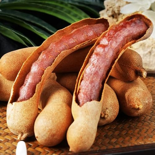 Semi di tamarindo - semi di vecchie varietà da balcone regali per gli amanti del giardino da nani resistenti giardino roccioso fresca 10pcs