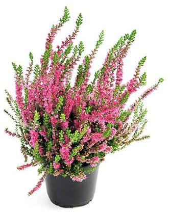 Brezo o Calluna Natural Planta Arbustiva que Dura todo el Año