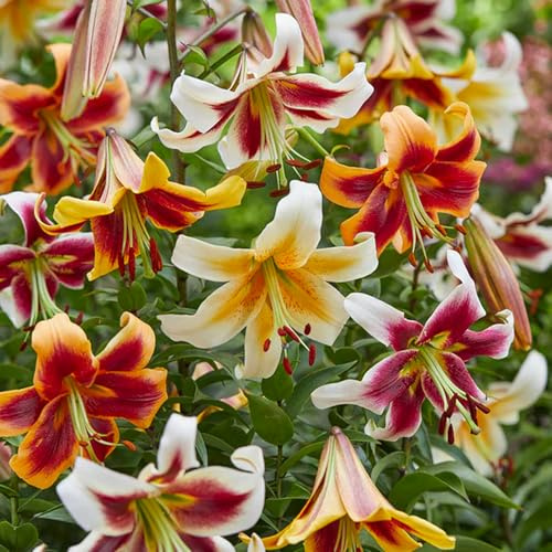 Bulbos de Lilium ORIENTAL-TRUMPET (LIRIOS GIGANTES) | Bulbos de los mejores productores holandeses | Selección y control | Floración garantizada. (5 bulbos de Lilium OT Mix)