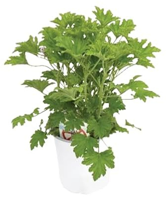 Geranio Antimosquitos La Planta Natural Antimosquitos para un Ambiente Saludable y Fresco