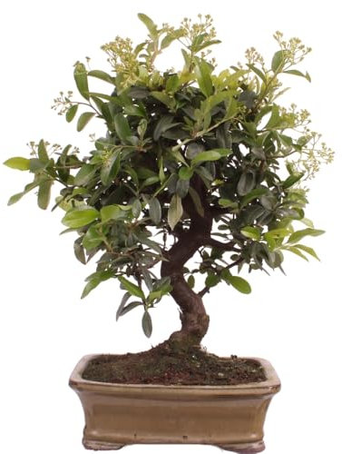 Bonsai - Pyracantha angustifolia Schmalblättriger Feuerdorn 225/52