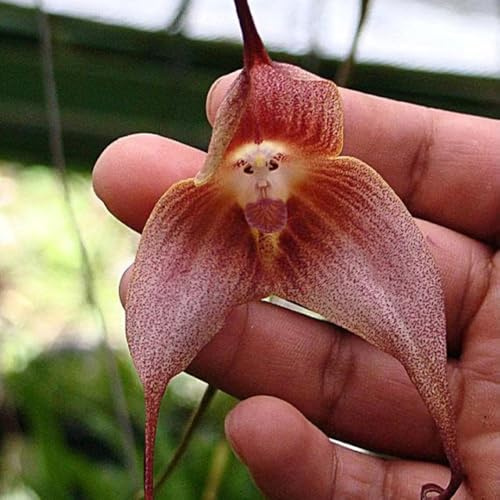 orchidea scimmia giardino, balcone giardino di interno d'appartamento purificatrici d'aria ufficio sempreverdi balcone insoliti rampicanti, 75semi