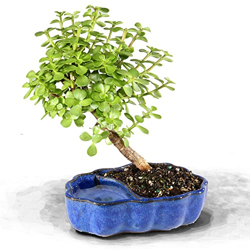 Brussel's Bonsai - Live Dwarf Jade Bonsai Tree in a Zen Ceramic Bonsai Pot, Indoor Succulent Houseplant, 3 Years Old, 5-8 Inches Tall, Easy Care Plant for Home or Office (Small, Green)