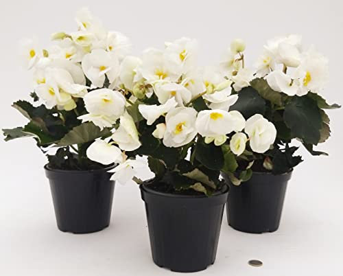 POWERS TO FLOWERS - BEGONIA BIANCA 3 PIANTE, VASO 14 CM, piante vere