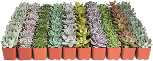 10 Suculentas Resistentes – Set Mixto de Plantas Naturales y Coloridas