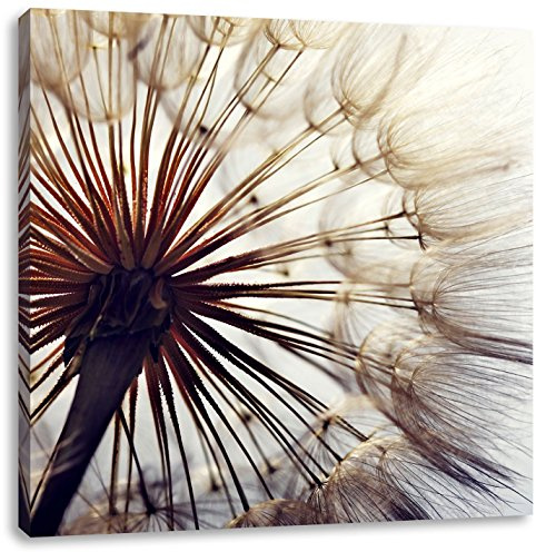 Pixxprint Schöne Pusteblume, Größe: 60x60, Leinwandbild Quadratisch, Wandbild, Kunstdruck, fertig bespannt