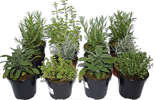 Plantas Aromáticas Naturales Surtido de 12 Plantas de Temporada Variadas Mix Hierbas Aromáticas