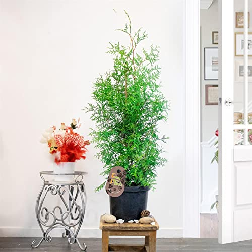Easy Plants 1 White Cedar Large Thuja Occidentalis Brabant in 23cm Pot Evergreen Outdoor Plant