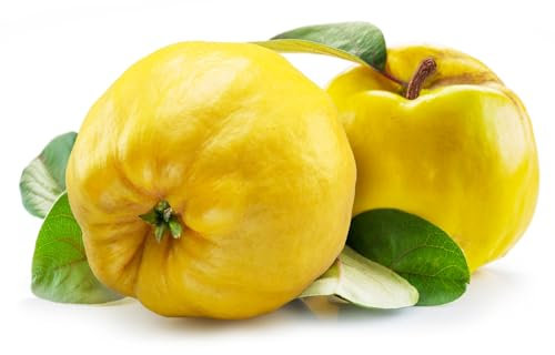 Quince Tree, 'Meech Prolific', Full Plants in 10 Litre Pots, 140cm - 160cm Height, Garden Fruit, Quince, Garden Ready and Ready to Plant, Premium Quality Fruit Trees (1)