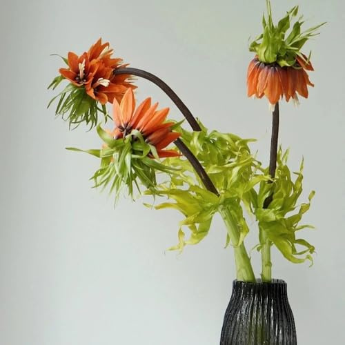tuberi corona imperiale corona imperiale - decorazione soggiorno resistenti in vaso selvatici balcone Coltivare giardino su un balcone in 7bulbi