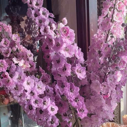 Semi di speronella - resistenti, esterno decorativi balcone, biologici 500pcs