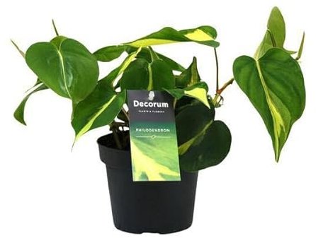 Baumfreund – Philodendron Brasil Scandens – Zimmerpflanze – Ø12cm – ca. 20cm hoch – pflegeleichte Kletterpflanze für Wohnung, Büro & Innenräume