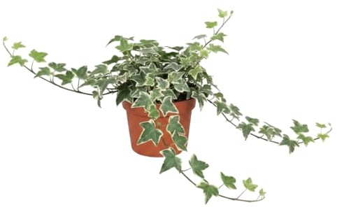 DECOALIVE Hedera Helix Variegata Hiedra variegada Planta Viva de Interior y Exterior en Maceta de 13 cm de Diámetro y 25 cm de Altura