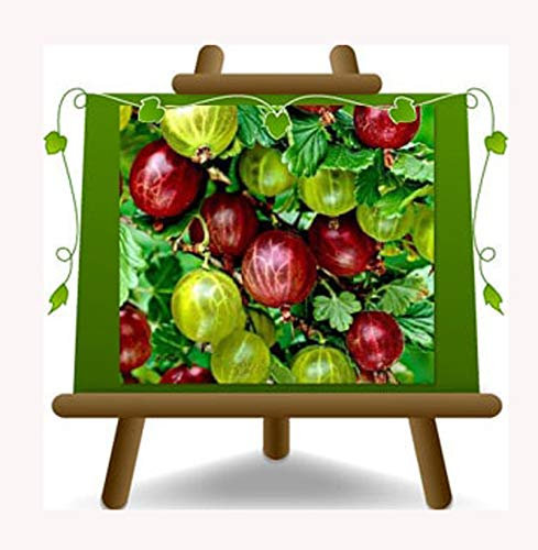 gelbe Stachelbeere - Obstpflanze auf Blumentopf 20 - Baum – 2 Jahre Anbau Italien