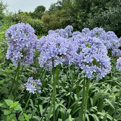 semillas resistentes de lirio ornamental, jardín rocas Agapanto africano, perennes resistentes otoño cortadas raras silvestres jardín 25pcs