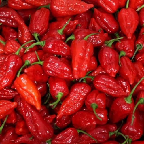 Semillas de chile Carolina Reaper, antiguas variedades de semillas de chile de balcón resistentes 30pcs