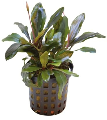 Aqua Essentials Bucephalandra theia Red