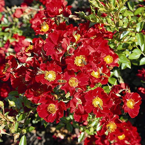 Beetrose Bienenweide® - der Bienenmagnet (Rot - 4 Liter Topf)