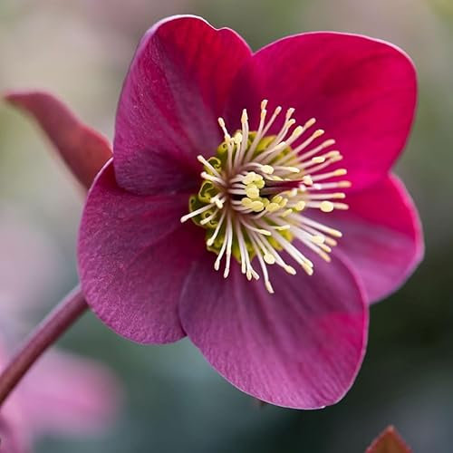 Plant Theory Anna's Red Hellebore Perennials Flowering Plants Helleborus 2L Pot
