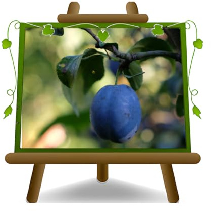 EURO PLANTS VIVAI Prugna Nera di Drò pianta da frutto età 4 anni | Autofertile, Frutti versatili, vaso 24 cm Altezza 160-180 cm