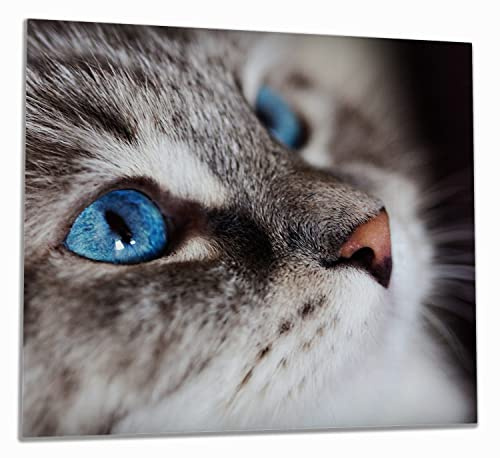 Wallario Herdabdeckplatte/Spritzschutz aus Glas, 1-teilig, 60x52cm, für Ceran- und Induktionsherde, Katze mit strahlend blauen Augen