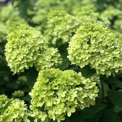 ortensia a pannocchia, ortensie a pannocchiato sul balcone ortensie semi di tappezzanti, resistenti all'inverno di esotici selvatici 250semi