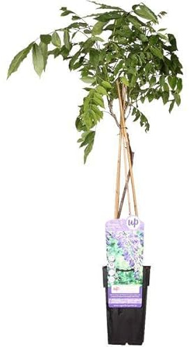 Chinesischer Blauregen – Wisteria sinensis ‘Prolific’ – Glyzinie – Ø15cm – ca. 65cm hoch – Schnellwachsende & winterharte Kletterpflanze mit langen blau-lila Blütentrauben